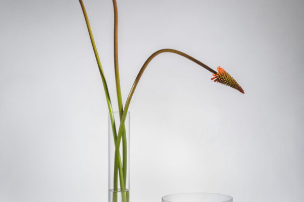 Kvetna Glassware – HAOTO (© Kvetna)